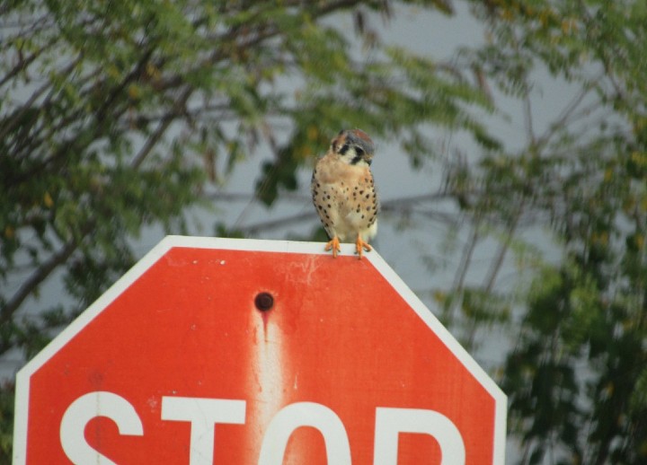 American Kestrel